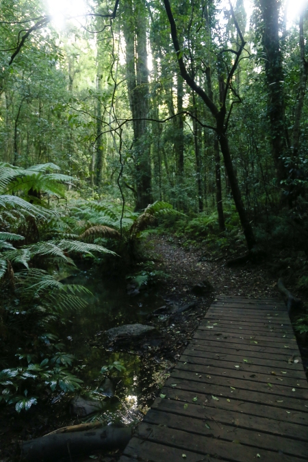 bunya-mountains-rainforest-national-park-queensland-australia-27